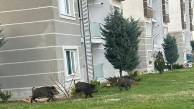 İstanbul Çatalca’da aç kalan domuzlar bir siteye girdi. O anlar