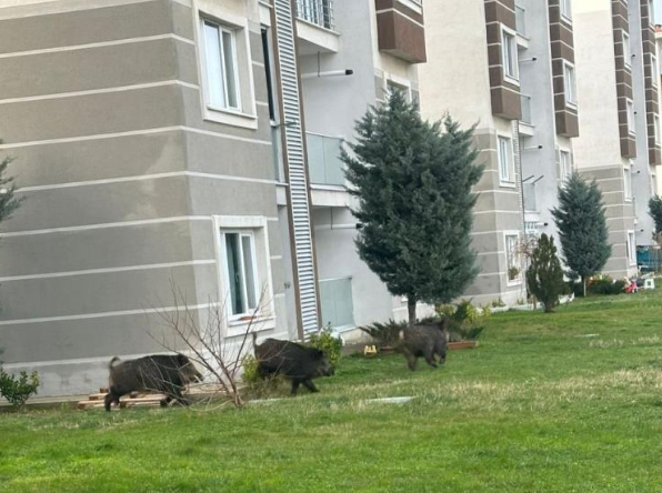 İstanbul Çatalca’da aç kalan domuzlar bir siteye girdi. O anlar