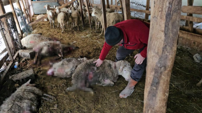 Kastamonu’nun Cide ilçesinde mahalleye inen ayılar girdikleri ahırda 25 hamile