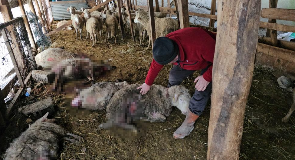 Kastamonu’nun Cide ilçesinde mahalleye inen ayılar girdikleri ahırda 25 hamile
