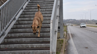 Sinop Üniversitesi İlahiyat Fakültesi mevkiinde bulunan üst geçidi kullanan sokak