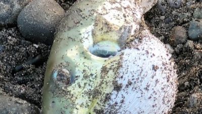 Hatay’ın İskenderun ilçesinde denizden tuttuğu balon balığını yiyen 7 kişi