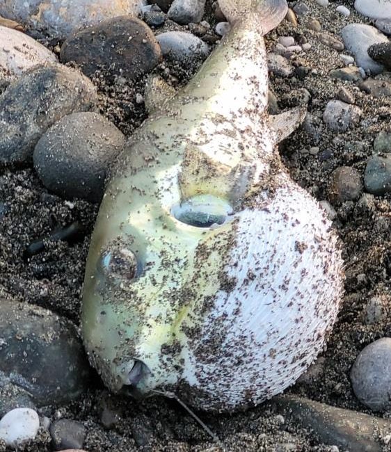 Hatay’ın İskenderun ilçesinde denizden tuttuğu balon balığını yiyen 7 kişi