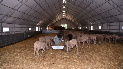 “Savaştepe’yi Güçlendiren Adım: Balıkesir Kuzusu Damızlık Merkezi”Balıkesir Büyükşehir Belediye Başkanı