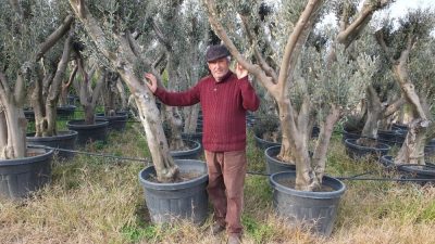 Burhaniye’de, bir işletmecinin saksıda yetiştirdiği meyve fidanları ilgi gördü. Saksıdaki