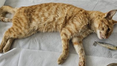 Ağzına olta kancası takılan kedi Edremit Belediyesi’nin Veteriner Hekimleri sayesinde