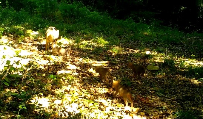 Uludağ’ın eteklerindeki ormanlık alanda Doğa Koruma ve Milli Parklar Genel
