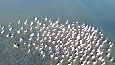Van Gölü havzasının göçmen misafirleri flamingolar (allı turna), iklim değişikliğinden