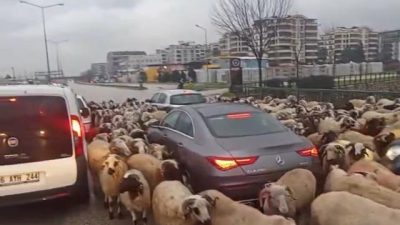 Bursa’da koyun sürüsü çevre yoluna çıkarken sürücüler duruma isyan etti.Olay,
