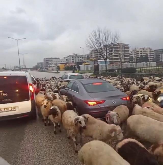 Bursa’da koyun sürüsü çevre yoluna çıkarken sürücüler duruma isyan etti.Olay,