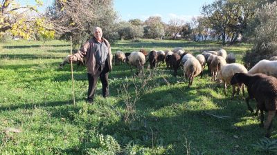 Burhaniye ilçesinde, yaklaşık iki aydan beri kısa aralıklarla düşen yağışlar