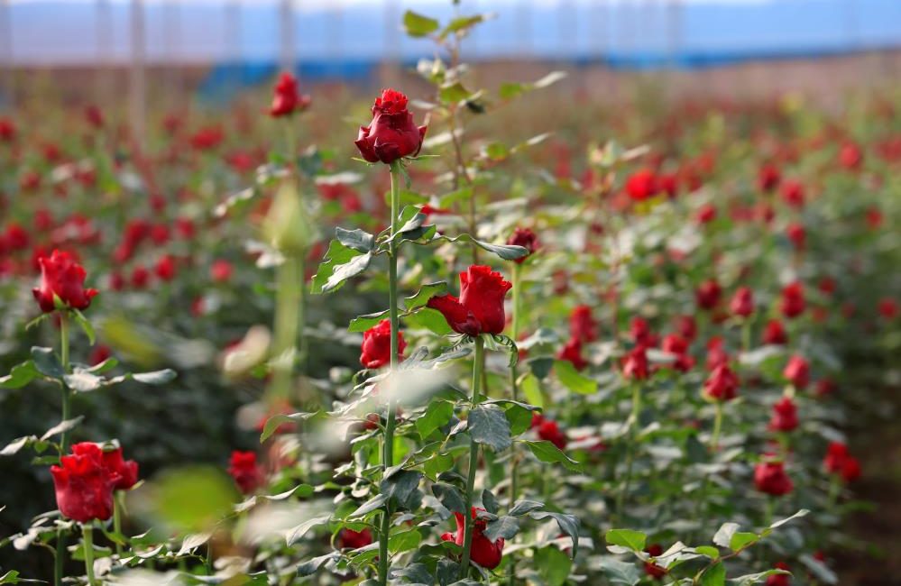 Adana’da hasadı devam eden gül, rekolte ve fiyatıyla üreticileri memnun