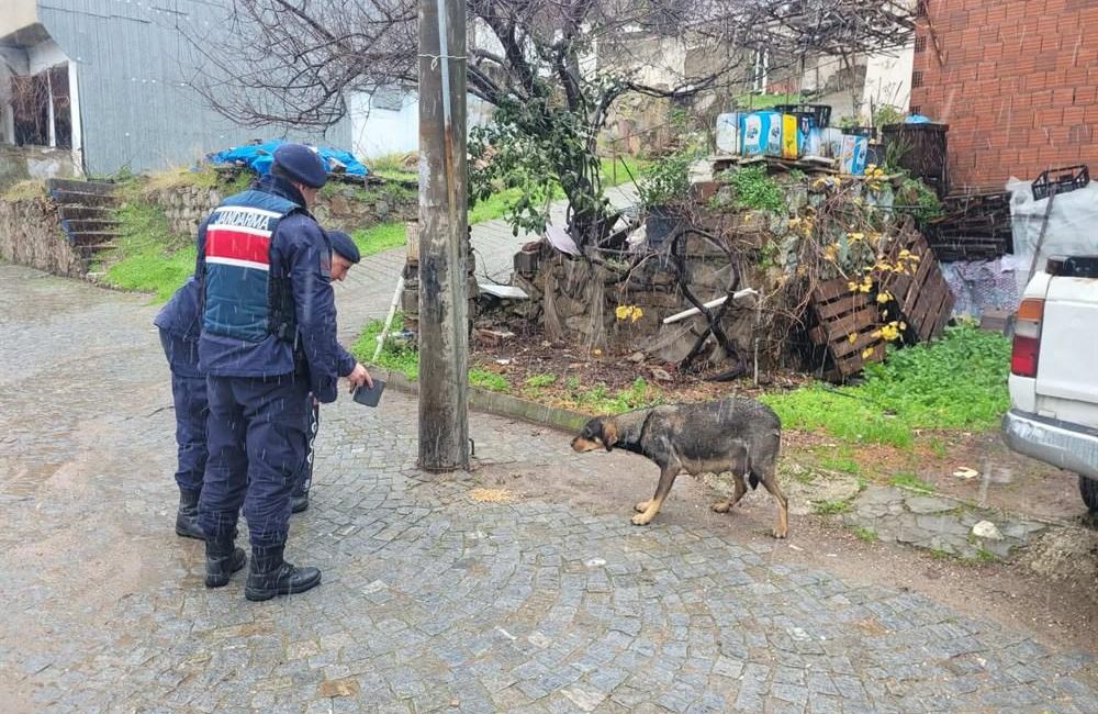 Jandarma ekipleri Balıkesir genelinde toplamda bin 780 sokak hayvanına mama
