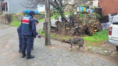 Jandarma ekipleri Balıkesir genelinde toplamda bin 780 sokak hayvanına mama
