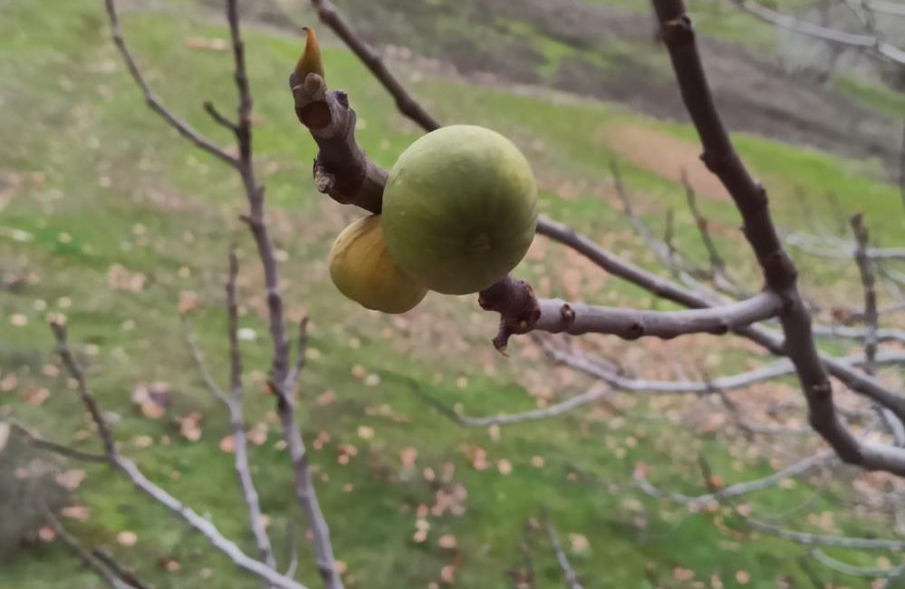 Kahramanmaraş’ın Türkoğlu ilçesinde bir