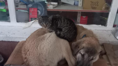 Tunceli’de bir kedi, sıcak yeri en olmayacak yerde buldu. Bir