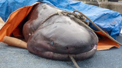 Mersin’de akşam saatlerinde ölü olarak karaya vuran 4 metre 10