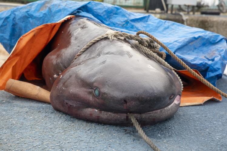 Mersin’de akşam saatlerinde ölü olarak karaya vuran 4 metre 10