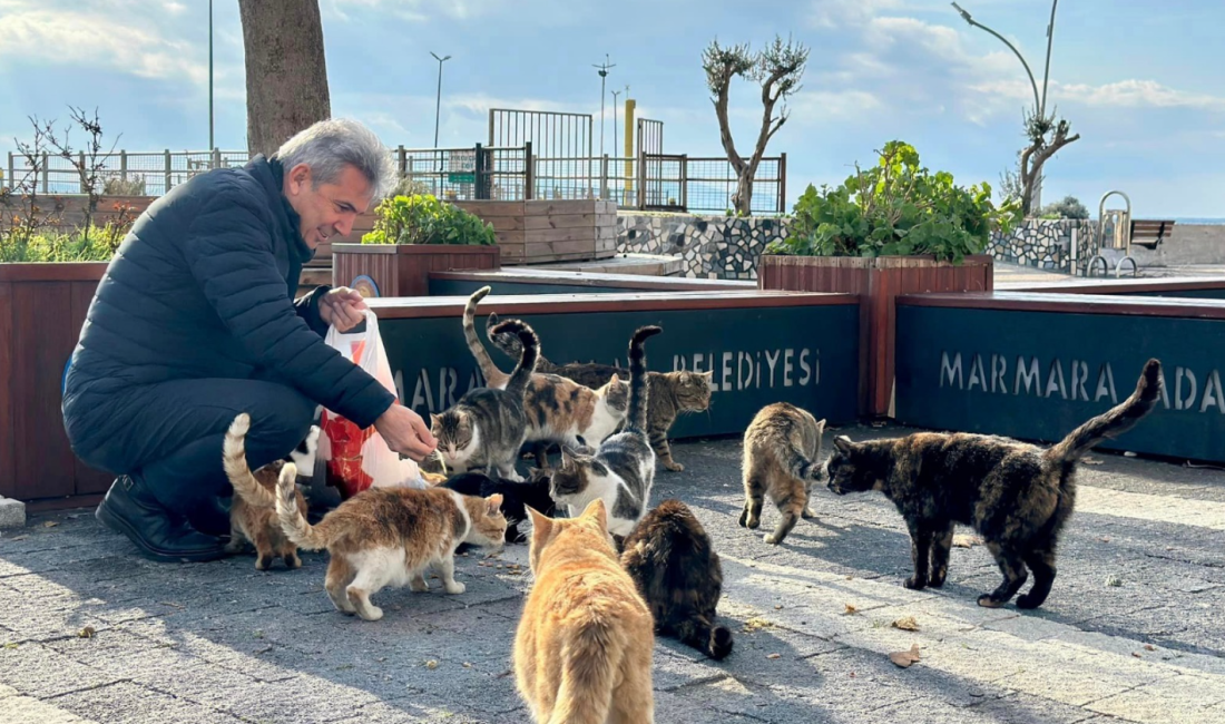 Marmara Adası’ndaki sokak hayvanları unutulmadı Marmara Adalar Belediyesi kış aylarında karnını doyuramayan sokak hayvanlarına mama