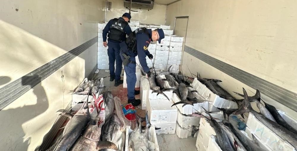 Sahil Güvenlik operasyonunda avlanması yasak mavi yüzgeçli orkinos balığı yakalandı Burhaniye’de, avlanması ve nakli yasak olan türlere ait 3 ton