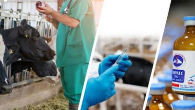 Her yıl rutin olarak 2 doz uygulanan şap aşısı 2024