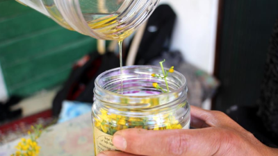 Önemi hızla artan tıbbi ve aromatik bitkiler arasında yer alan