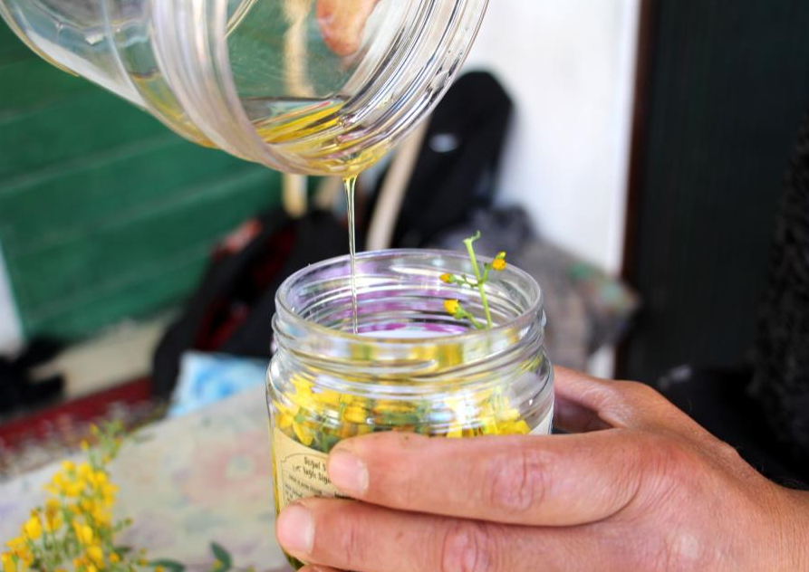 Önemi hızla artan tıbbi ve aromatik bitkiler arasında yer alan