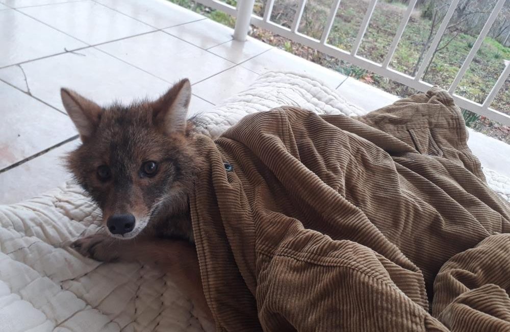 Gönen’de, yaralanan bir tilki Doğa Koruma ve Milli Parklar Müdürlüğü’nün