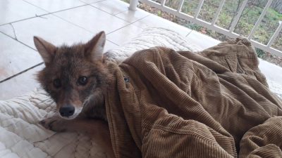 Gönen’de, yaralanan bir tilki Doğa Koruma ve Milli Parklar Müdürlüğü’nün