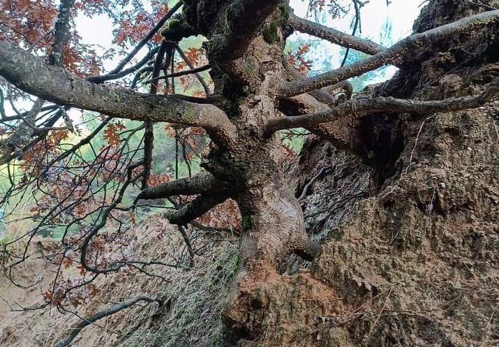 Manisa’nın Sarıgöl ilçesindeki bir yamaçta bulunan yaşlı meşe ağacı, köklerinin