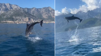 Antalya’nın Kemer ilçesinde balık avına çıkanlar, teknelerinin yanında yüzen yunus