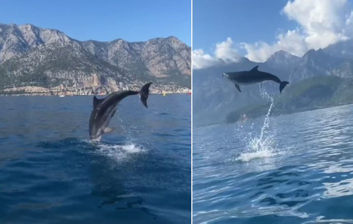 Antalya’nın Kemer ilçesinde balık avına çıkanlar, teknelerinin yanında yüzen yunus