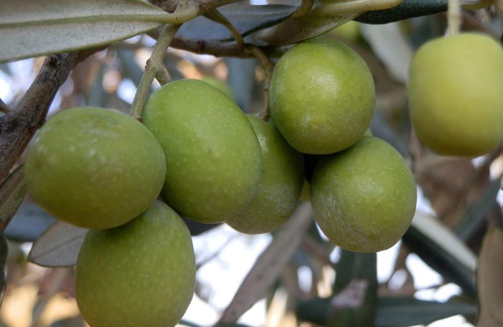 Zeytinde hasat sona erdi Zeytin ve zeytinyağı üretiminde Türkiye’nin yüzde 30’unu karşılayan Mersin’in Mut