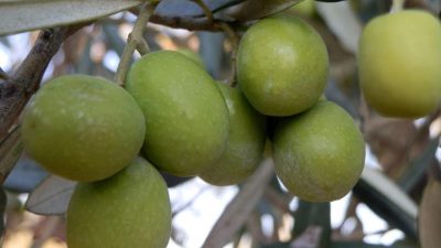 Zeytin ve zeytinyağı üretiminde Türkiye’nin yüzde 30’unu karşılayan Mersin’in Mut