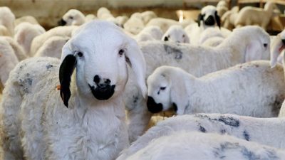  Balıkesir’in Savaştepe ilçesinde hayvan ağılından çalınan 27 küçükbaş hayvanın izini