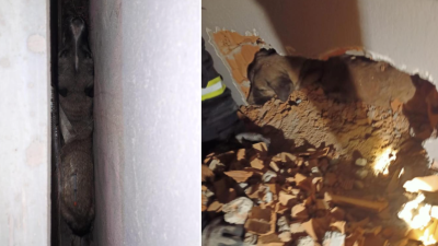 Kırklareli’nin Babaeski ilçesinde iki duvar arasında sıkışıp kalan köpek, itfaiye