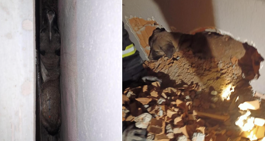 Kırklareli’nin Babaeski ilçesinde iki duvar arasında sıkışıp kalan köpek, itfaiye