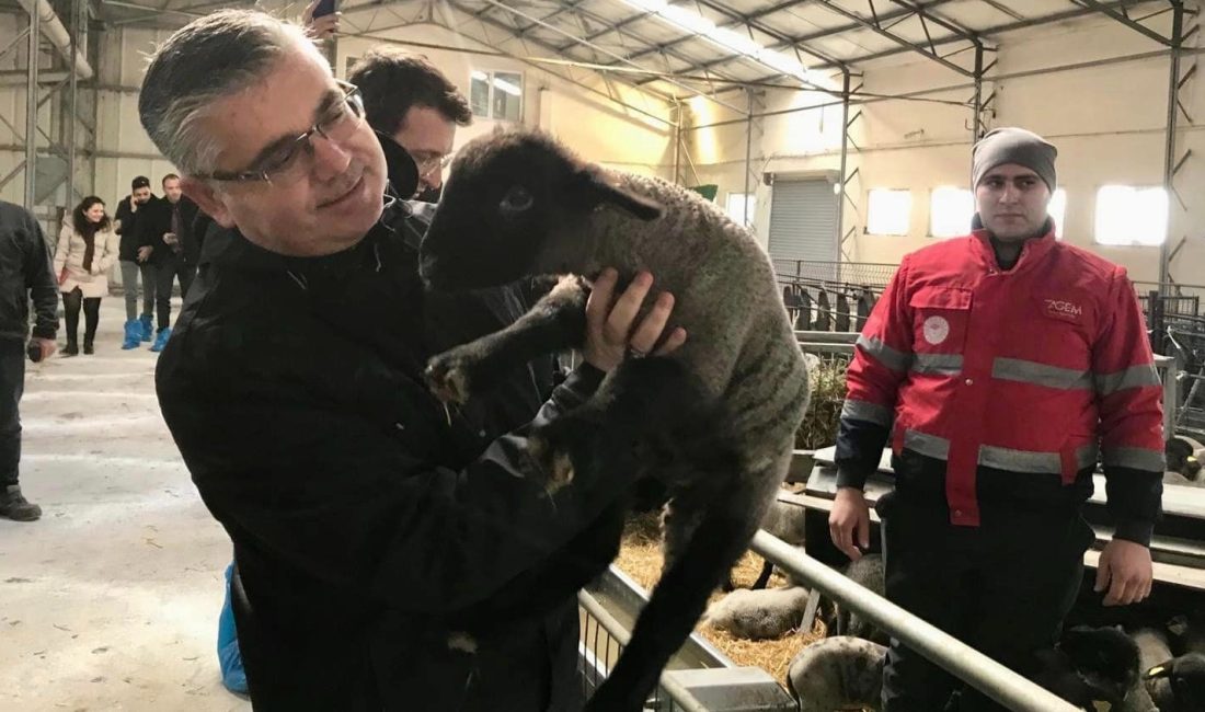 Müdür Alkan, Bandırma’da Merinos’ta çalışmaları inceledi Balıkesir İl Tarım ve Orman Müdürü Erkan Alkan, Bandırma Koyunculuk