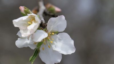 Baharın müjdecisi olarak bilinen ‘cemre’ havaya düştü.Halk arasında baharın müjdeleyicisi