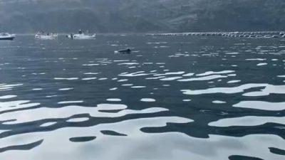  Bursa’da ortaya çıkan yunus balıklarının şovu görenleri heyecanlandırırken, akşam saatlerinde