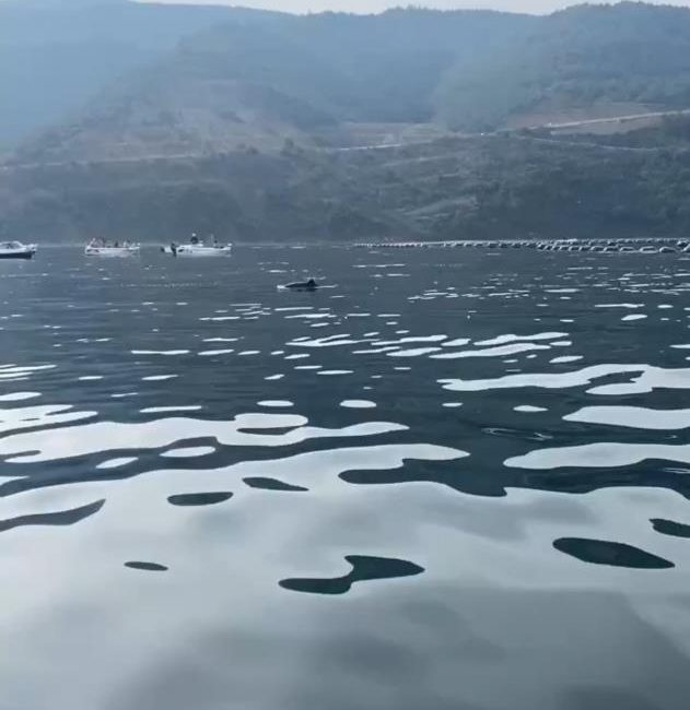  Bursa’da ortaya çıkan yunus balıklarının şovu görenleri heyecanlandırırken, akşam saatlerinde