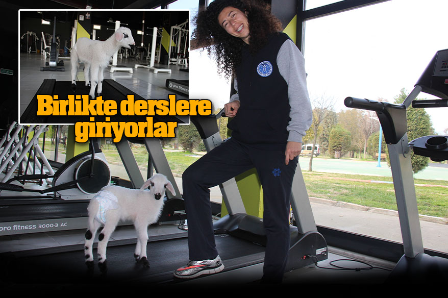 Bildiğiniz tüm kuzuları unutun Aydın’ın Efeler ilçesinde sahiplendiği kuzuyu biberonla besleyip, birlikte koşu bandında