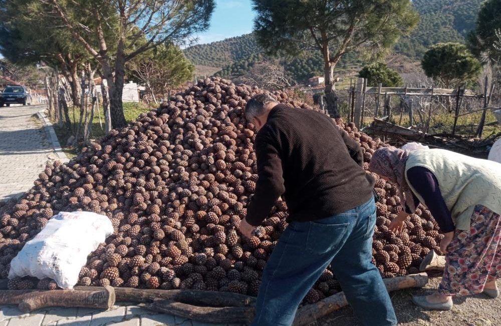 Burhaniye’de kozalak hasadı tamamlandı Burhaniye’de, kırsal Kırtık Mahallesinde fıstıkçamı kozalağı hasadı tamamlandı. Bu yıl,