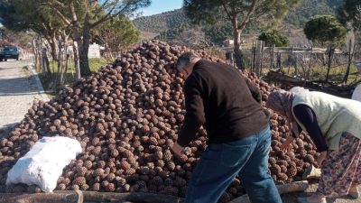 Burhaniye’de, kırsal Kırtık Mahallesinde fıstıkçamı kozalağı hasadı tamamlandı. Bu yıl,