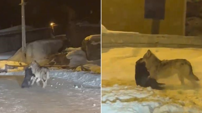 Ardahan’da dondurucu soğukların başlamasıyla aç kalan kurtlar şehir merkezine indi.