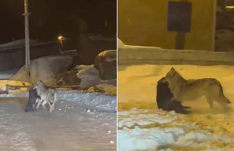 Ardahan’da dondurucu soğukların başlamasıyla aç kalan kurtlar şehir merkezine indi.