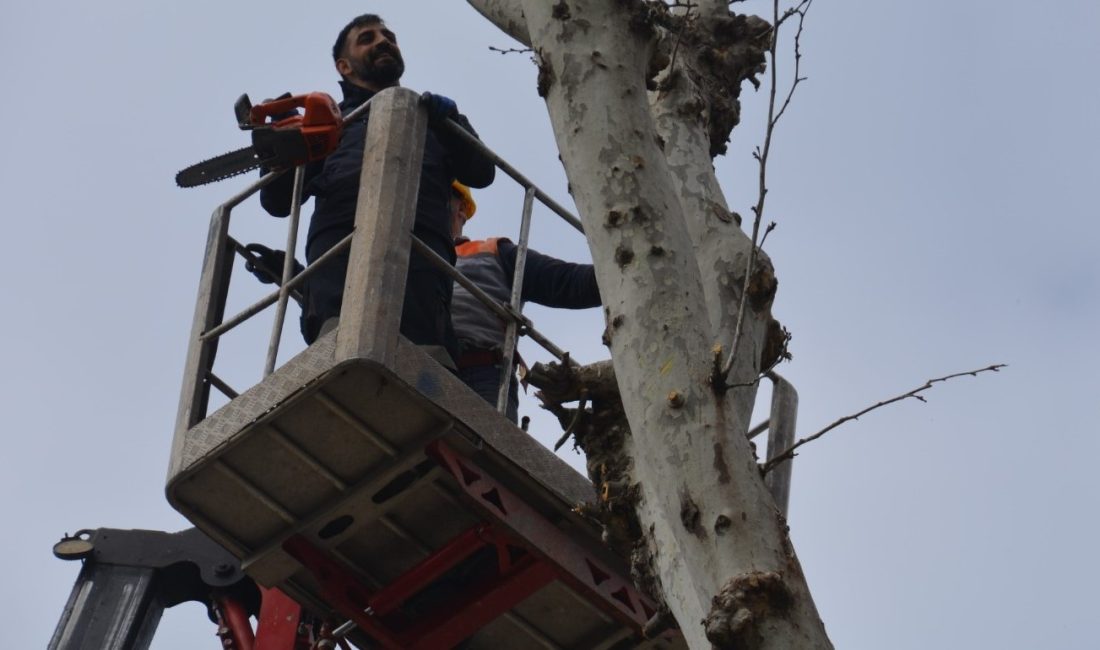 Bandırma’da ağaçlar bahara hazırlanıyor Bandırma’da trafik güvenliğini sağlamak başta olmak üzere park, bahçe, çocuk