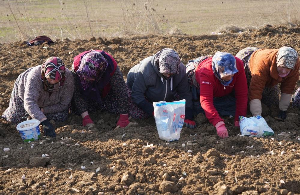 ‘Beyaz altın’ Taşköprü sarımsağı toprakla buluşuyor Çiftçisinin ‘beyaz altın’ olarak adlandırdığı Taşköprü sarımsağının ekim zamanı başladı.