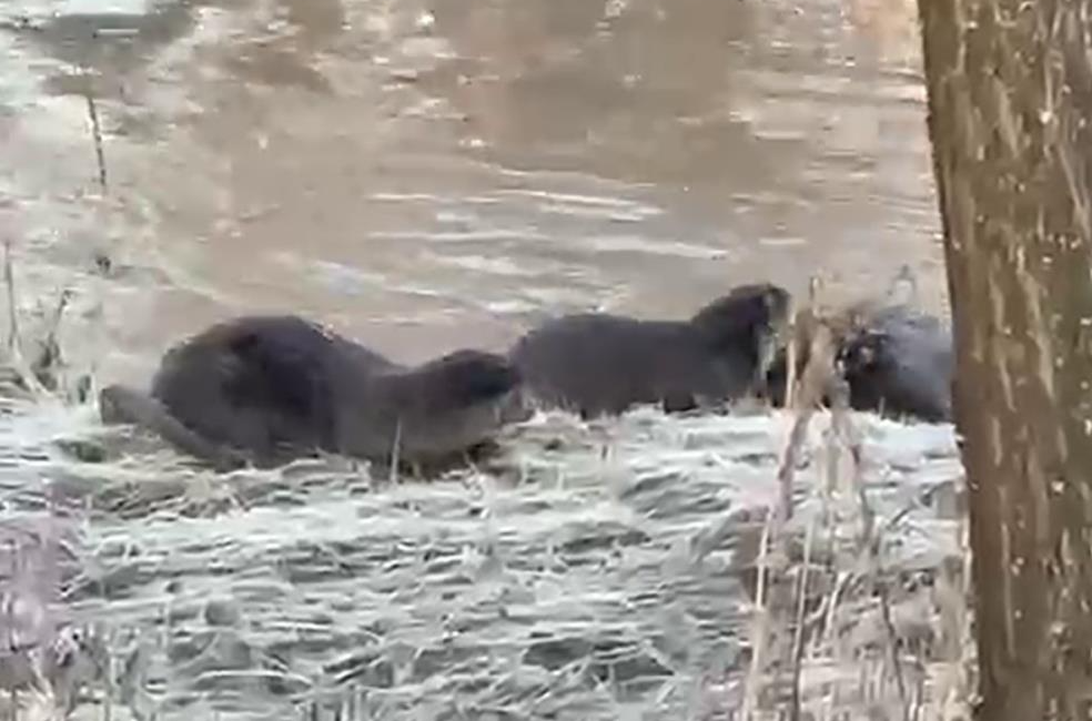 Nesli tükenmekte olan türler arasında bulunan su samurlarının birinin bile