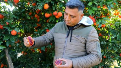 Türkiye’nin portakal ihtiyacının önemli bir bölümünü karşılayan Adana’da halk arasında
